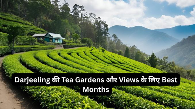 Darjeeling की Tea Gardens और Views के लिए Best Months